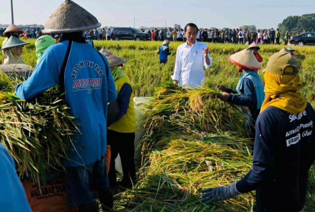 Tinjau Panen Raya di Ngawi, Presiden Jokowi: Produktivitas Tiap Daerah Berbeda