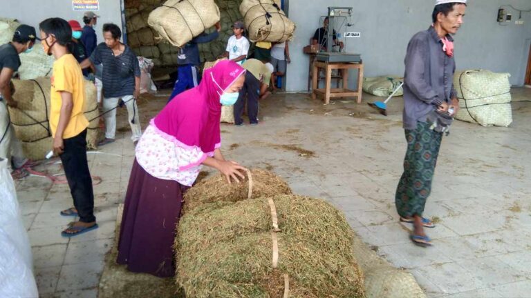 Industri Rokok Lokal di Sumenep Berikan Manfa’at Segnifikan pada Para Petani Tembakau
